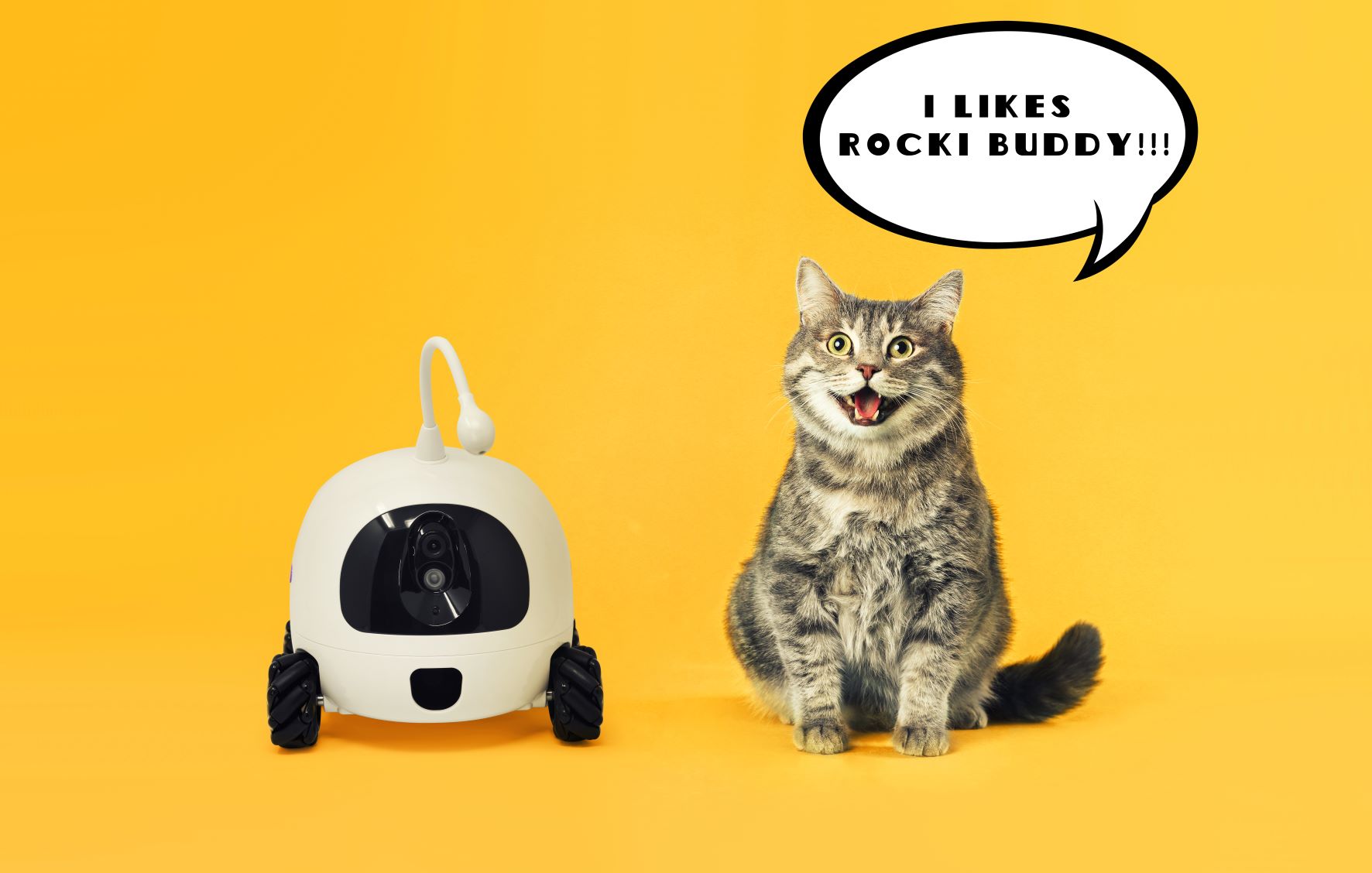 Now There is a Robot to Entertain Your Dog While You Are Away From